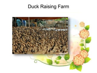 Duck Raising Farm
 