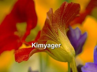 Kimyager 