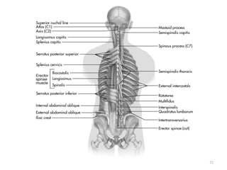 Kin191 A.Ch.10. Lumbar. Thoracic. Anatomy | PPT