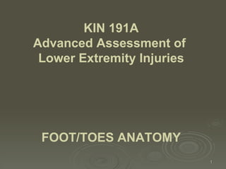 FOOT/TOES ANATOMY   KIN 191A Advanced Assessment of  Lower Extremity Injuries 