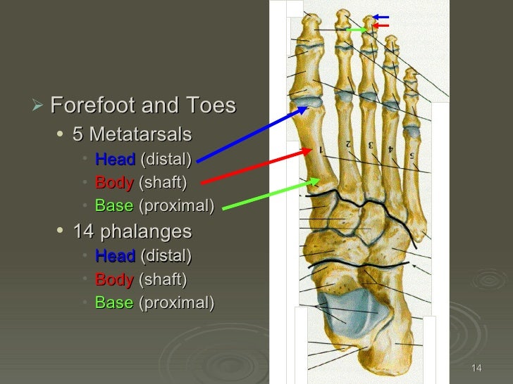 Kin191 A. Ch.4. Foot. Toes. Anatomy. Fall 2007