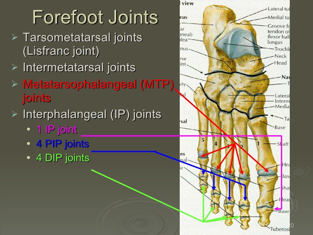 Kin191 A. Ch.4. Foot. Toes. Anatomy. Fall 2007