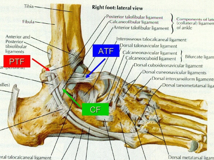 Kin191 A. Ch.5. Ankle. Lower Leg. Anatomy. Fall 2007
