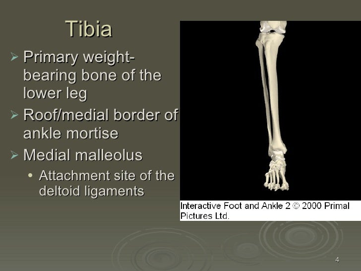 Kin191 A. Ch.5. Ankle. Lower Leg. Anatomy. Fall 2007