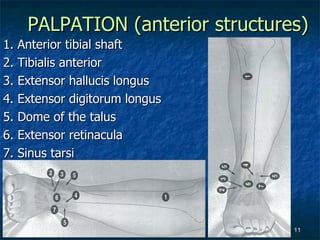 PALPATION (anterior structures) 1. Anterior tibial shaft 2. Tibialis anterior 3. Extensor hallucis longus 4. Extensor digitorum longus 5. Dome of the talus 6. Extensor retinacula 7. Sinus tarsi 