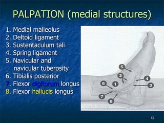 PALPATION (medial structures) 1. Medial malleolus 2. Deltoid ligament 3. Sustentaculum tali 4. Spring ligament 5. Navicular and  navicular tuberosity 6. Tibialis posterior 7 . Flexor  digitorum  longus 8 . Flexor  hallucis  longus 