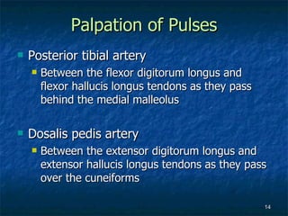 Palpation of Pulses Posterior tibial artery Between the flexor digitorum longus and flexor hallucis longus tendons as they pass behind the medial malleolus Dosalis pedis artery Between the extensor digitorum longus and extensor hallucis longus tendons as they pass over the cuneiforms 