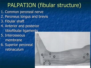 PALPATION (fibular structure) 1. Common peroneal nerve 2. Peroneus longus and brevis 3. Fibular shaft 4. Anterior and posterior tibiofibular ligaments 5. Interosseous  membrane 6. Superior peroneal  retinaculum 