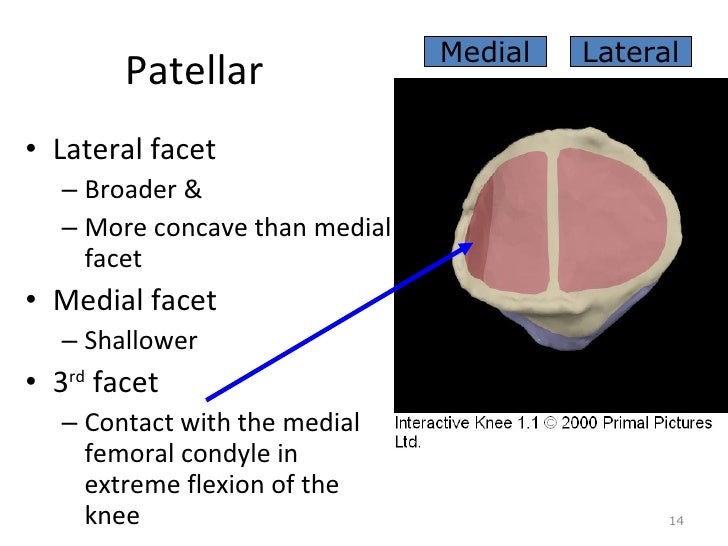 Kin191 A.Ch.6.Knee.Patellofemoral.Anatomy
