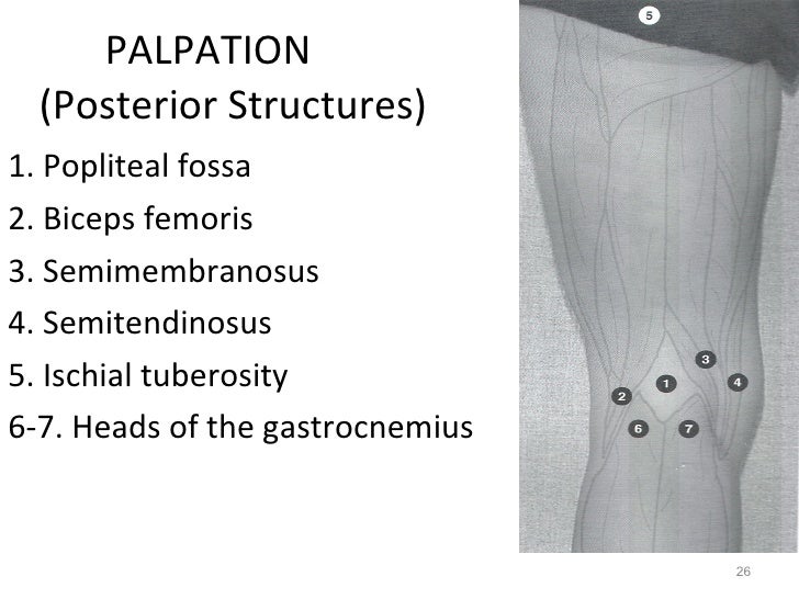 Kin191 A.Ch.6.Knee.Patellofemoral.Evaluation