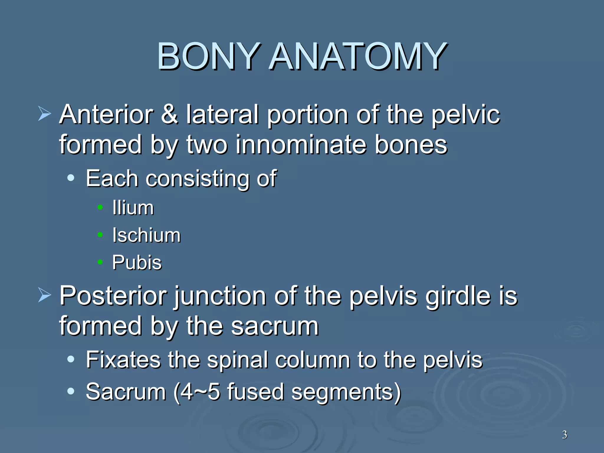 Kin191 A. Ch.8. Pelvis. Thigh. Anatomy | PPT