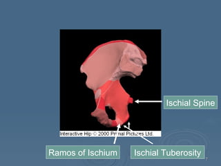 Kin191 A. Ch.8. Pelvis. Thigh. Anatomy | PPT