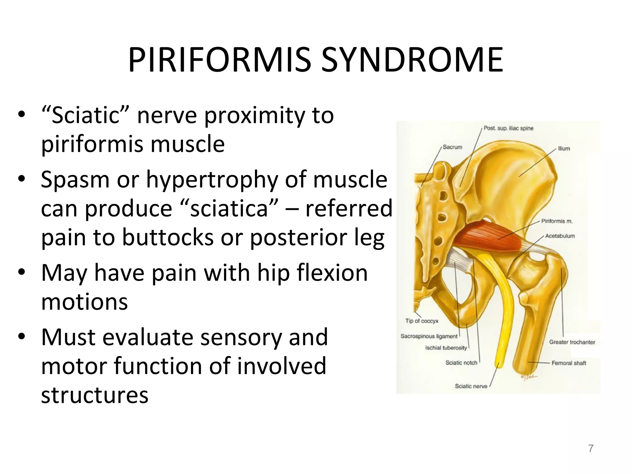 PIRIFORMIS SYNDROME “ Sciatic” nerve proximity to piriformis muscle Spasm or hypertrophy of muscle can produce “sciatica” – referred pain to buttocks or posterior leg May have pain with hip flexion motions Must evaluate sensory and motor function of involved structures 