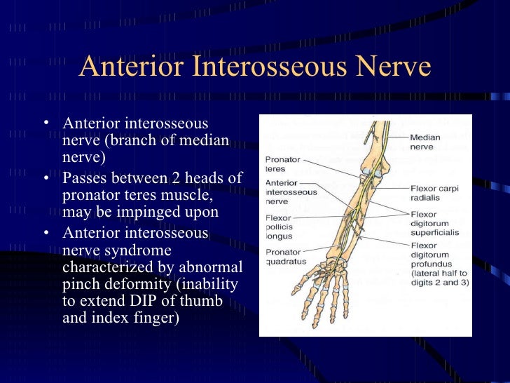 Kin 191 B Elbow And Forearm Anatomy And Evaluation