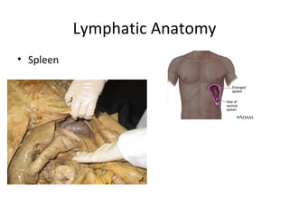 Kin 191 B – Abdomen And Thorax Anatomy And Evaluation | PPT