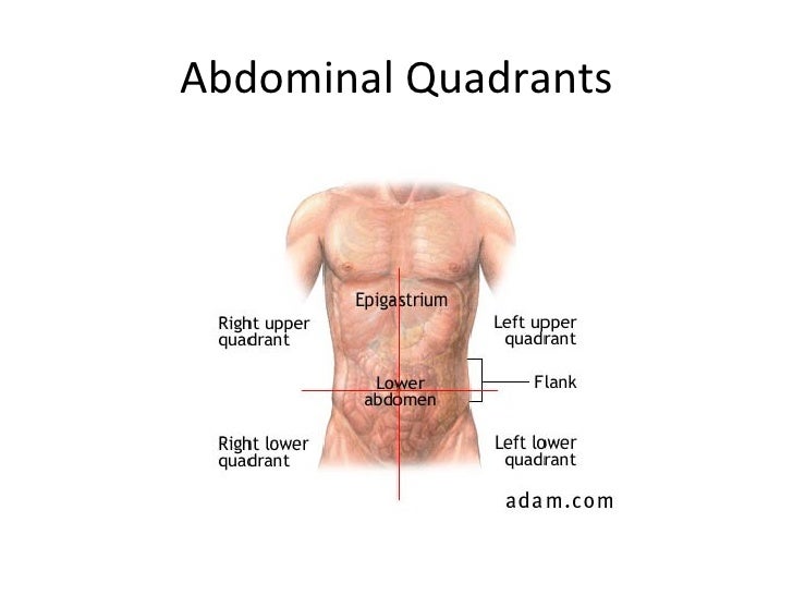 Kin 191 B – Abdomen And Thorax Anatomy And Evaluation ureter diagram female 