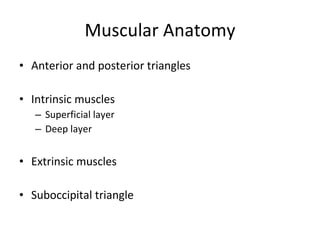 Triangular Parallel Muscle Kin 191 B – Cervical Spine Anatomy, Evaluation And Injuries | PPT