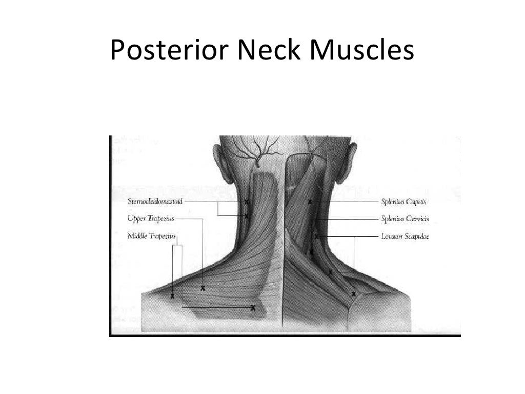 Kin 191 B – Cervical Spine Anatomy, Evaluation And Injuries