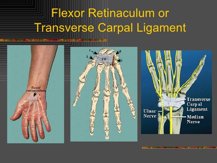 Kin 191 B – Wrist, Hand And Finger Anatomy