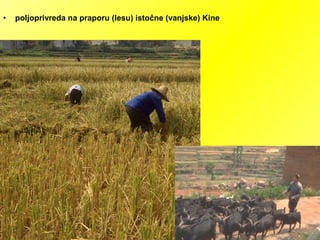 • poljoprivreda na praporu (lesu) istočne (vanjske) Kine
 