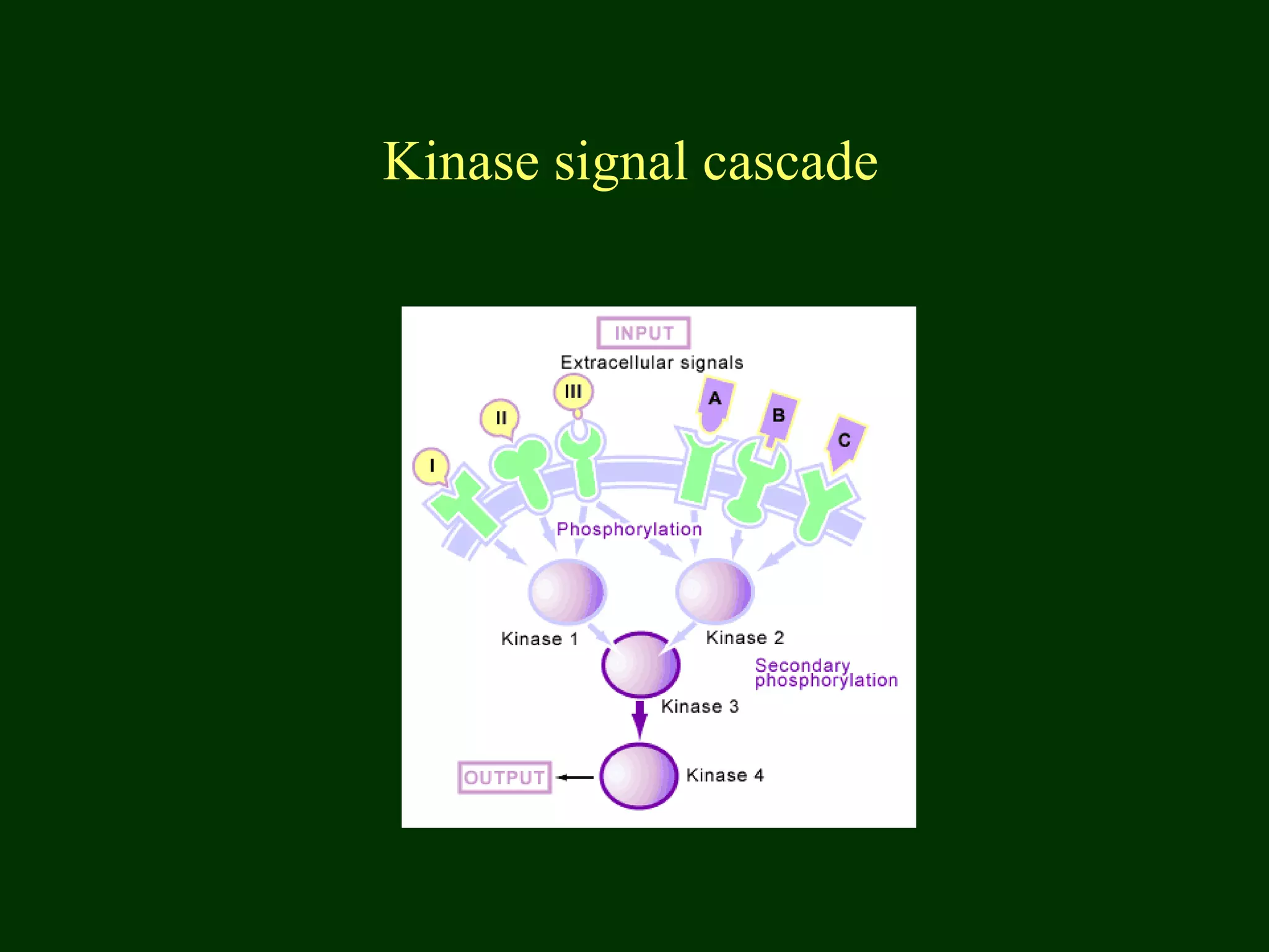 phosphatases and kinase in cell signalling | PPT