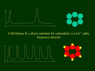CaM Kinase II, a direct substrate for calmodulin, is a Ca2+
spike
frequency detector
 