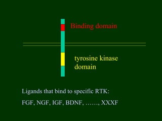 Binding domain
tyrosine kinase
domain
Ligands that bind to specific RTK:
FGF, NGF, IGF, BDNF, ……, XXXF
 