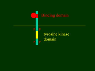 Binding domain
tyrosine kinase
domain
P P
P P
 