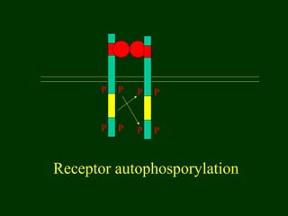 P P
P P
P P
P P
Receptor autophosporylation
 