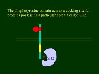 P
The phophotyrosine domain acts as a docking site for
proteins possessing a particular domain called SH2
SH2
 