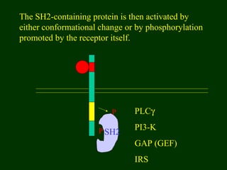 P SH2
The SH2-containing protein is then activated by
either conformational change or by phosphorylation
promoted by the receptor itself.
P PLCγ
PI3-K
GAP (GEF)
IRS
 