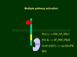 P SH2
P
PLCγ −> PIP2/IP3/PKC
PI3-K −> IP2/PIP3/PKB
GAP (GEF) −> ras/MAPK
IRS
Multiple pathway activation
 