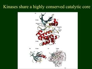 Kinases share a highly conserved catalytic core
 