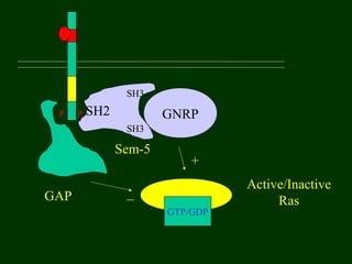 P P
Active/Inactive
Ras
GTP/GDP
GAP
GNRPSH2
SH3
SH3
Sem-5
+
_
 
