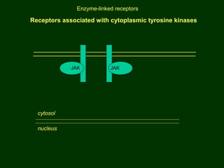 Receptors associated with cytoplasmic tyrosine kinases
JAK JAK
cytosol
nucleus
Enzyme-linked receptors
 