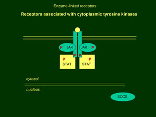 Receptors associated with cytoplasmic tyrosine kinases
JAK JAKP P
P P
STAT STAT
P P
cytosol
nucleus
SOCS
Enzyme-linked receptors
 