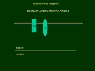 Receptor Serine/Threonine Kinases
cytosol
nucleus
RII
RI
Enzyme-linked receptors
 