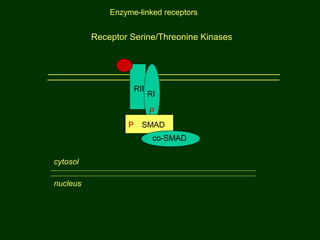 Receptor Serine/Threonine Kinases
cytosol
nucleus
RII
RI
P
P SMAD
co-SMAD
Enzyme-linked receptors
 