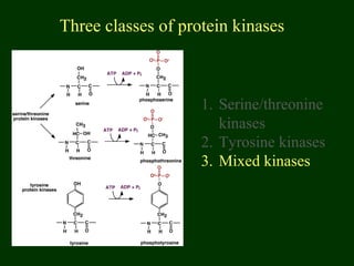 Three classes of protein kinases
1. Serine/threonine
kinases
2. Tyrosine kinases
3. Mixed kinases
 