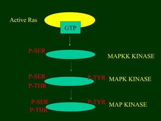 GTP
MAP KINASE
MAPK KINASE
MAPKK KINASE
P-SER
P-SER
P-SER
P-THR
P-THR
P-TYR
P-TYR
Active Ras
 