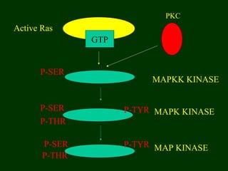 GTP
MAP KINASE
MAPK KINASE
MAPKK KINASE
P-SER
P-SER
P-SER
P-THR
P-THR
PKC
P-TYR
P-TYR
Active Ras
 