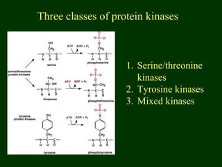 Three classes of protein kinases
1. Serine/threonine
kinases
2. Tyrosine kinases
3. Mixed kinases
 