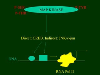 MAP KINASE
P-SER
P-THR
Direct: CREB. Indirect: JNK/c-jun
DNA
RNA Pol II
P-TYR
 