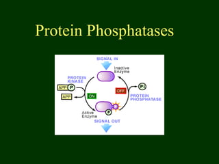 Protein Phosphatases
 