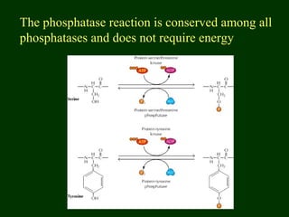 The phosphatase reaction is conserved among all
phosphatases and does not require energy
 