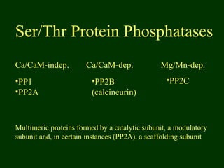 Ser/Thr Protein Phosphatases
Ca/CaM-indep.
•PP2C•PP2B
(calcineurin)
•PP1
•PP2A
Ca/CaM-dep. Mg/Mn-dep.
Multimeric proteins formed by a catalytic subunit, a modulatory
subunit and, in certain instances (PP2A), a scaffolding subunit
 