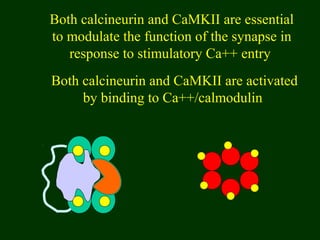 Both calcineurin and CaMKII are essential
to modulate the function of the synapse in
response to stimulatory Ca++ entry
Both calcineurin and CaMKII are activated
by binding to Ca++/calmodulin
 
