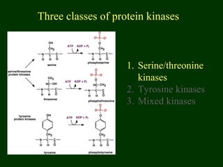 Three classes of protein kinases
1. Serine/threonine
kinases
2. Tyrosine kinases
3. Mixed kinases
 