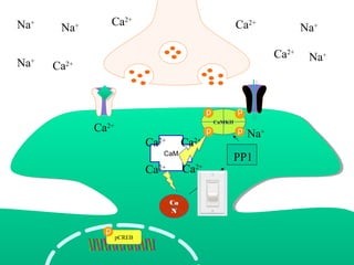 Na+
Na+
Na+Na+
Ca2+
Ca2+
Ca2+
Na+
Na+
CaM
Ca2+
Ca
N
Ca
N
CaMKIICaMKII
Ca2+
pCREBpCREB
Ca2+
Ca2+
Ca2+
Ca2+
PP1
 