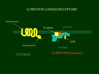 G-PROTEIN-LINKED RECEPTORS
Binding domain
Docking domain
CYTOSOL
G-PROTEIN (inactive)
α subunit
β subunit γ subunit
GDP
 